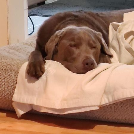 Bed & Breakfast Bonn 24 Mai Bis14 Juni Mit Hund In Der Wohnung Екстериор снимка