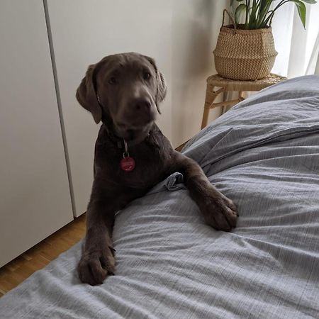Bed & Breakfast Bonn 24 Mai Bis14 Juni Mit Hund In Der Wohnung Екстериор снимка