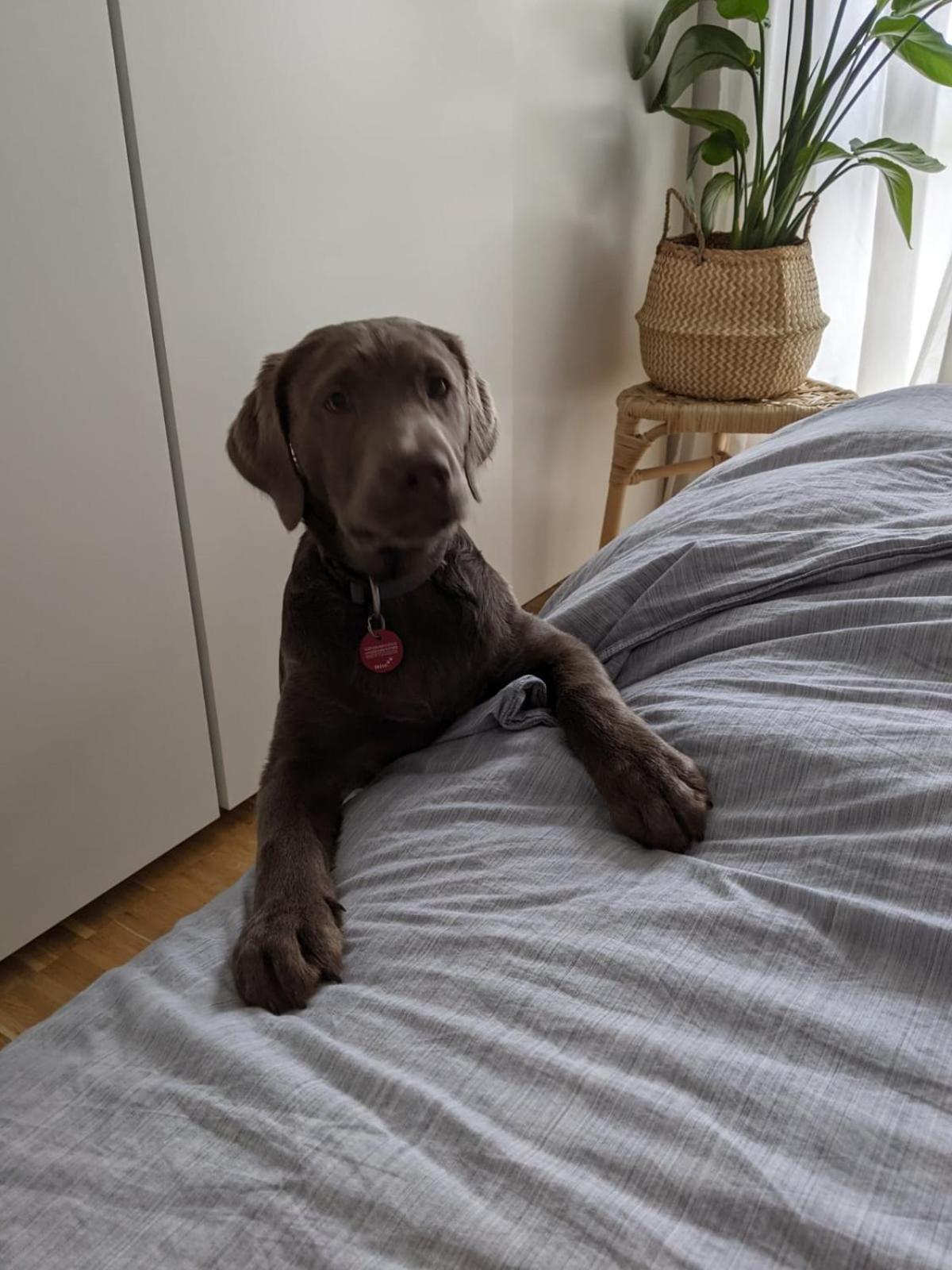 Bed & Breakfast Bonn 24 Mai Bis14 Juni Mit Hund In Der Wohnung Екстериор снимка